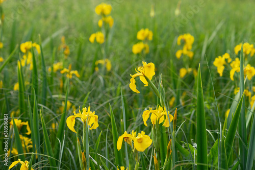 Fototapeta Naklejka Na Ścianę i Meble -  Blooming yellow iris. Iris pseudacorus, yellow flag or  water flag. The rhizome has historically been used as an herbal remedy.
