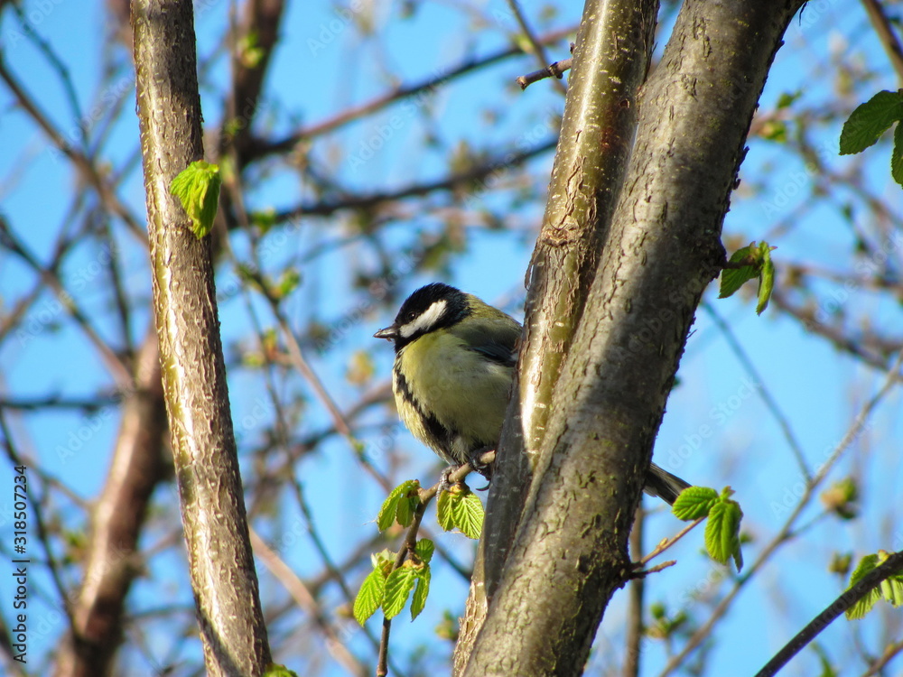 Obraz premium A tit sits on a branch of a hazel bush against a bright blue sky in spring