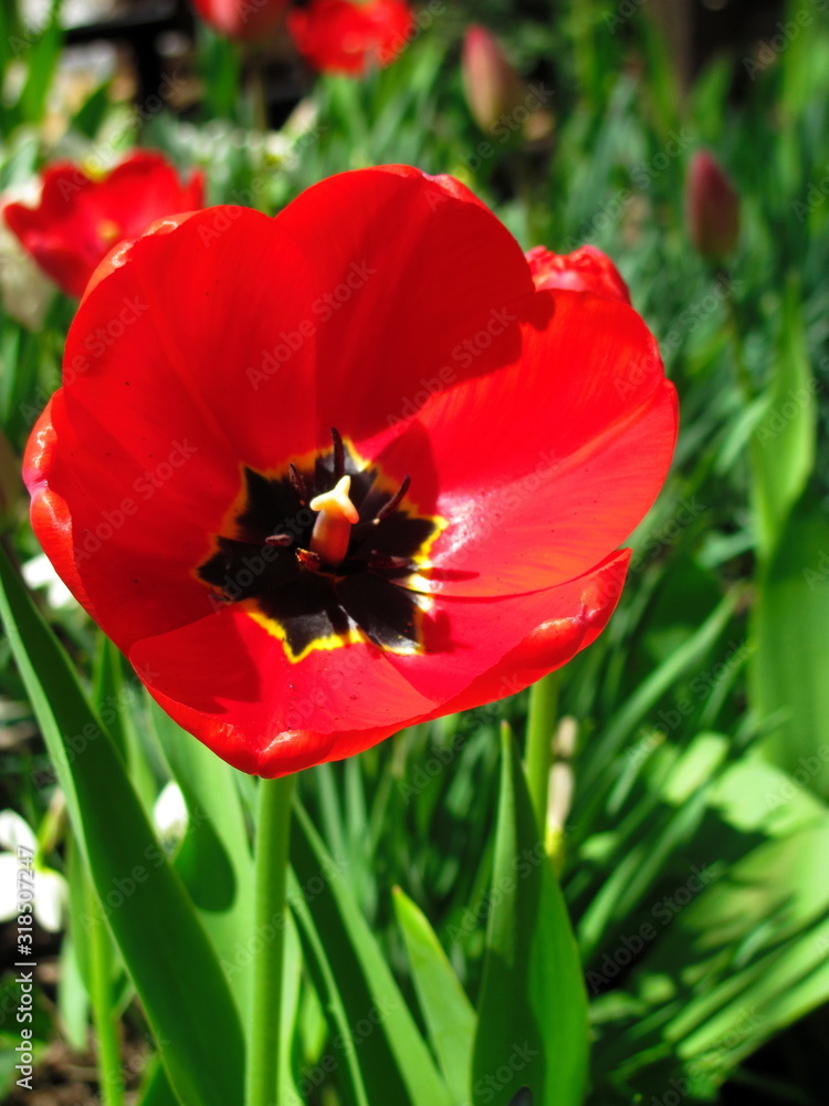 Red tulip on green background full frame close-up. Flower isolated Red tulip on green background full frame close-up. Flower isolated