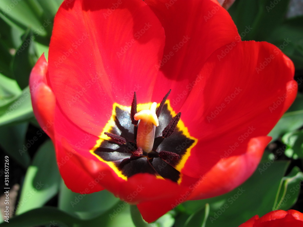 Red tulip on green background full frame close-up. Flower isolated Red tulip on green background full frame close-up. Flower isolated
