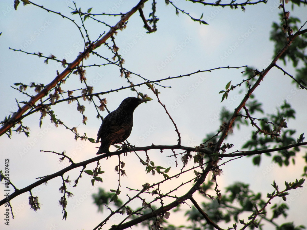 Silhouette of a starling on a flowering branch against the evening sky Silhouette of a starling on a flowering branch against the evening sky