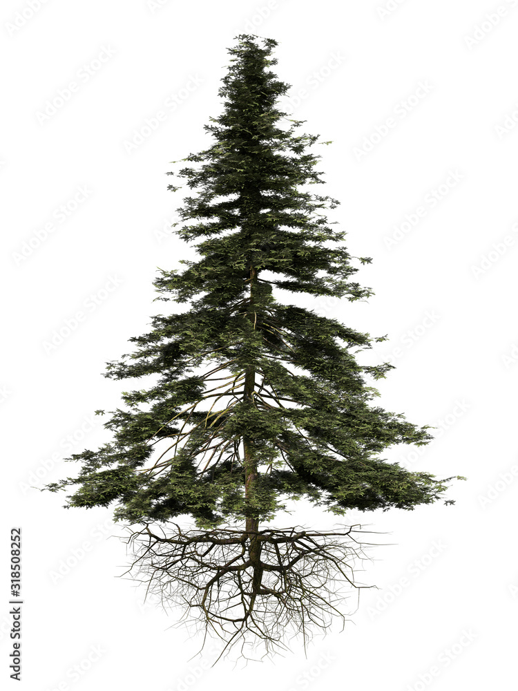 conifer tree with roots isolated on white background conifer tree with roots isolated on white background