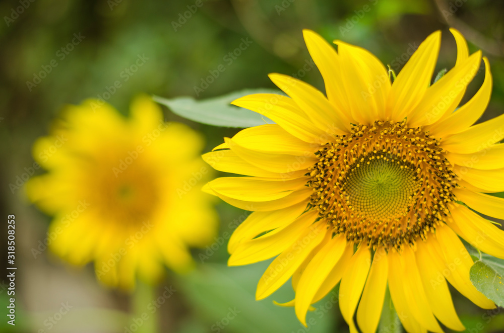 sunflower closeup and blurred background sunflower closeup and blurred background