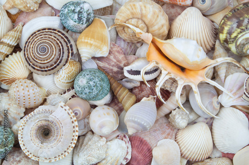Colorful seashells close up