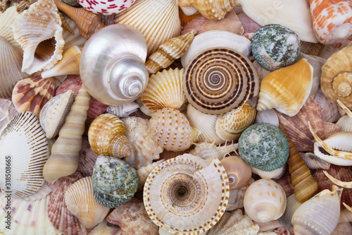 Lots of different seashells piled together
