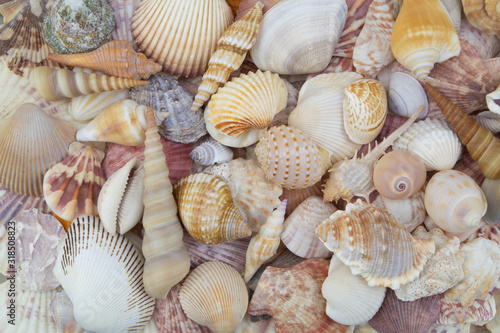 Different sea shells piled together