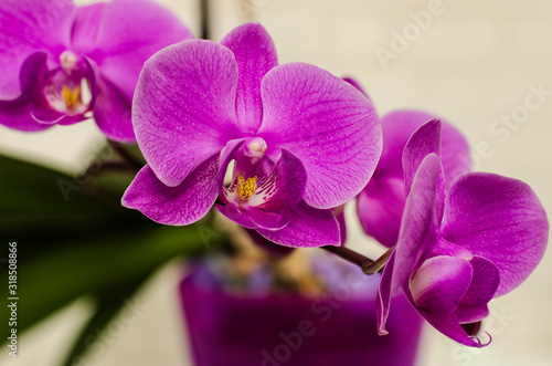 Beautiful Purple Phalaenopsis Orchid Flowers
