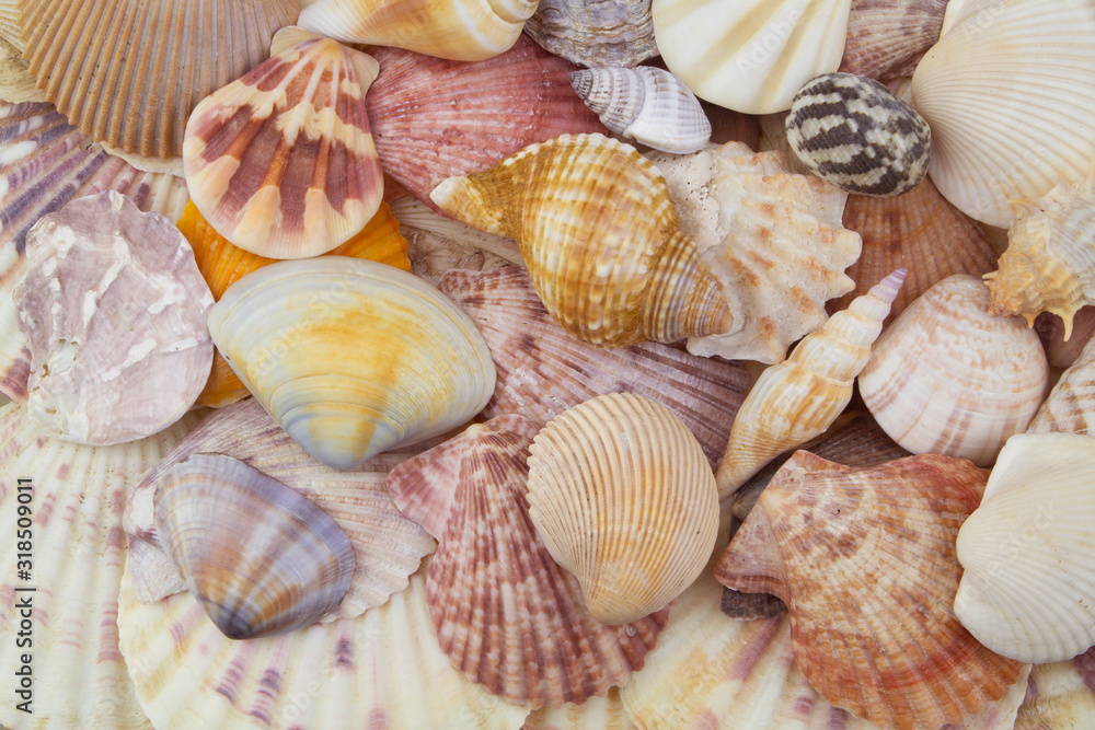 Lots of different seashells piled together