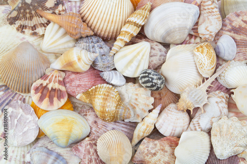 Colorful seashell background