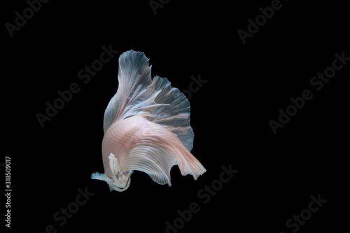 The Moving Moment of Black Pink Half Moon Betta Splendens or Siamese Fighting Fish on Black Background