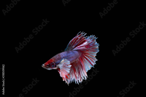 The Moving Moment of Red Blue Half Moon Big Ear oe Elephant Ear Betta Splendens or Siamese Fighting Fish on Black Background