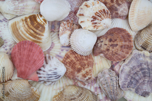 Many tropical seashells close up