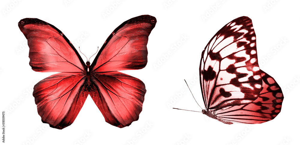 Color butterflies , isolated on white background Color butterflies , isolated on white background
