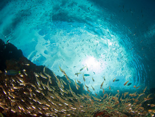 Underwater photo of fish in ocean. Glassfish 
