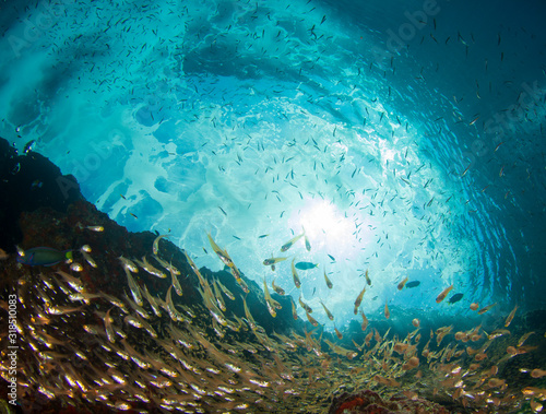 Underwater photo of fish in ocean. Glassfish 