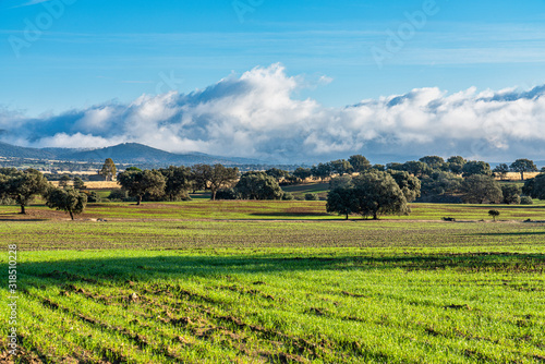 Olive trees in the fields of Extremadura in Zorita near Trujillo, Spain photo