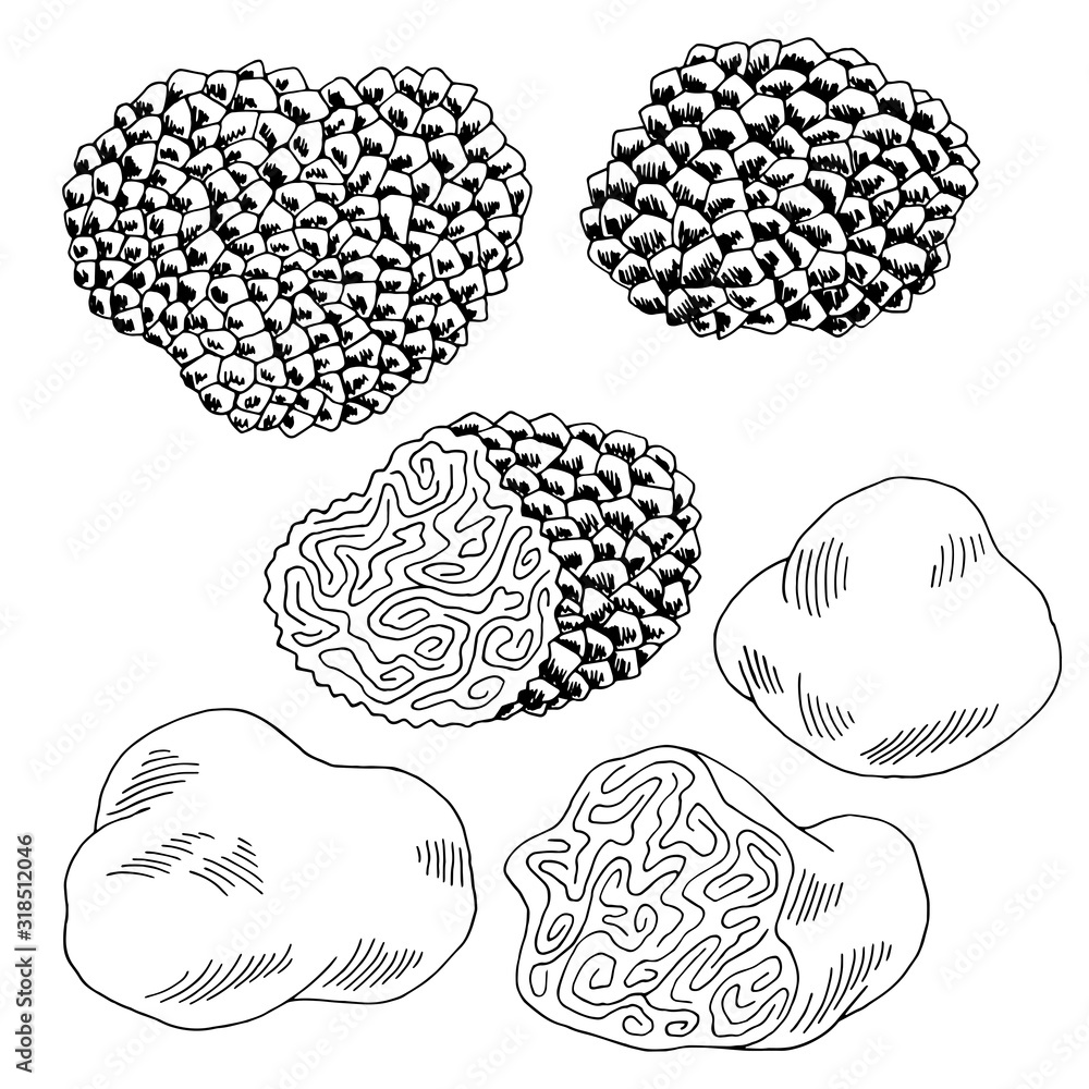 Truffle mushrooms graphic black white isolated sketch set illustration vector Truffle mushrooms graphic black white isolated sketch set illustration vector