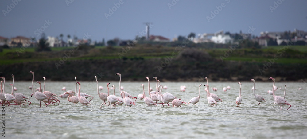 Fototapeta premium flamingos in the lake, Salt Lake in Larnaca, Cyprus