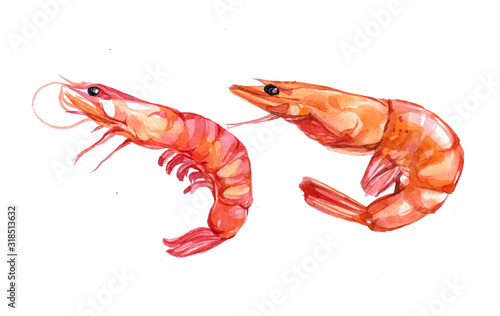 Watercolor Shrimp on white background 
