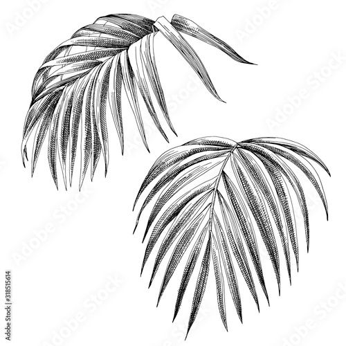 Hand drawn palm leaves isolated on white.
