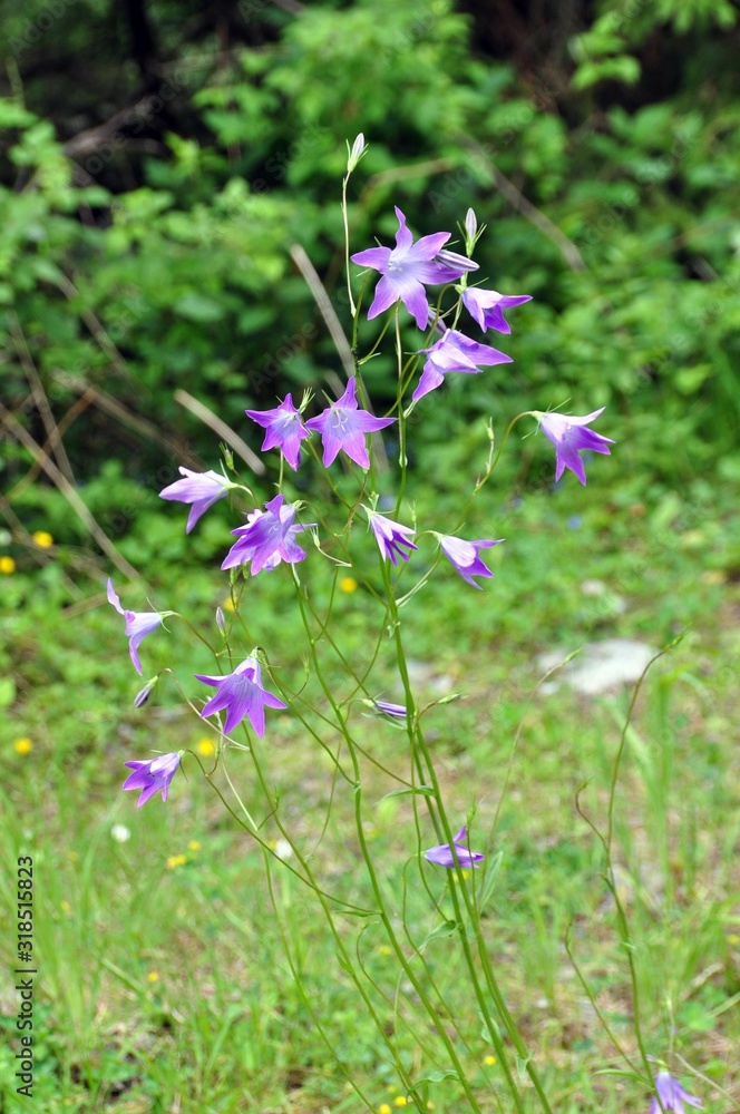 Glockenblumen Glockenblumen
