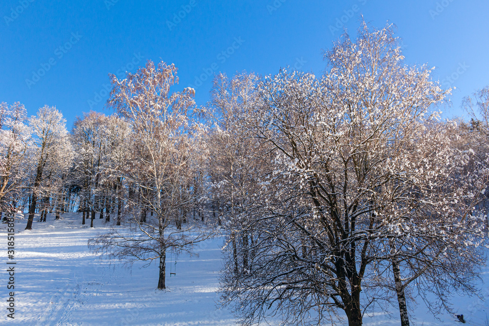 Majestic winter landscape glowing by sunlight in the morning. Clear blue sky. Dramatic and picturesque wintry scene. Frosted trees against a blue sky