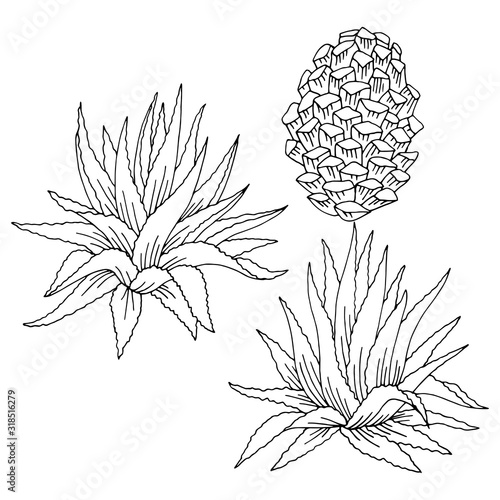 Cactus blue agave graphic black white isolated sketch set illustration vector