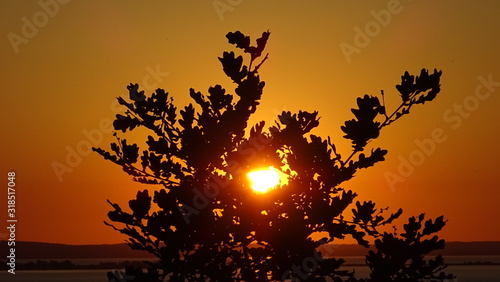 silhouette of an oak tree in a sunset