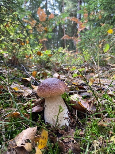 mushrooms in the forest 
