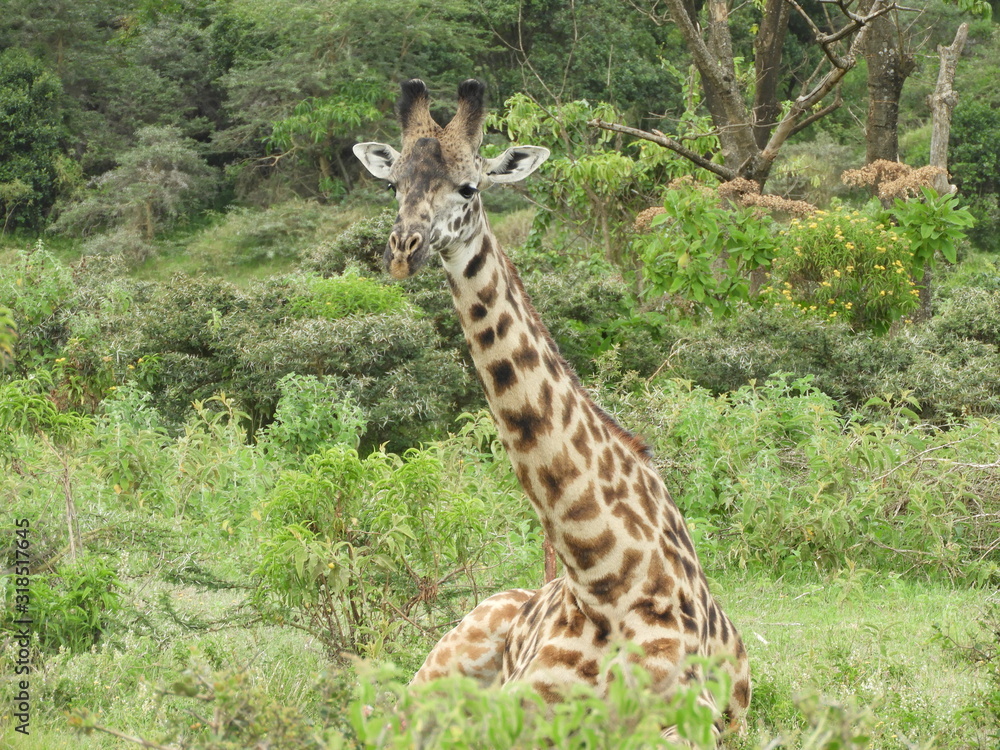 Giraffe Giraffe
