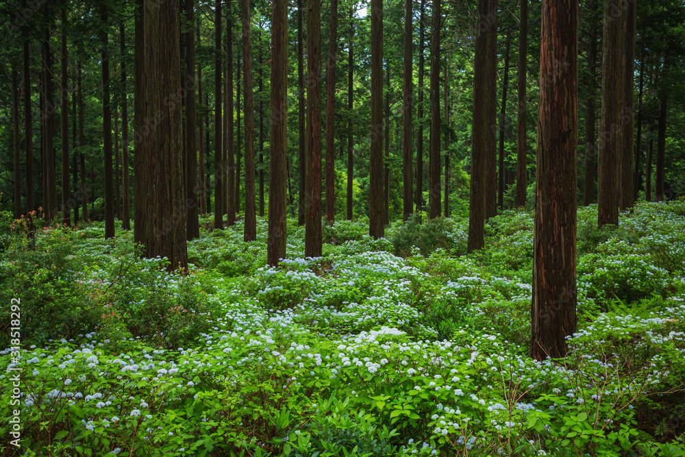 Fototapeta premium 林床に群生する小紫陽花