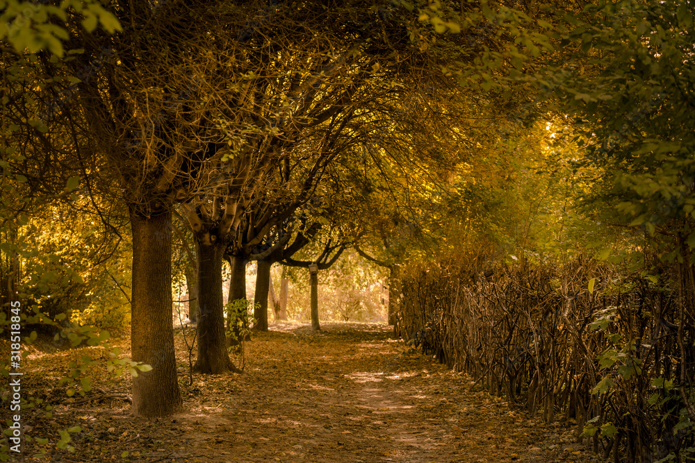 złota polska jesień, ścieżka pod drzewami