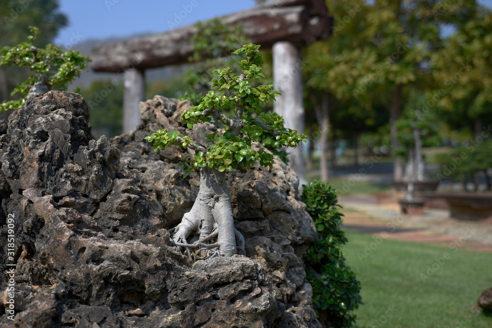 beautiful bonsai tree in the garden on daylight beautiful bonsai tree in the garden on daylight