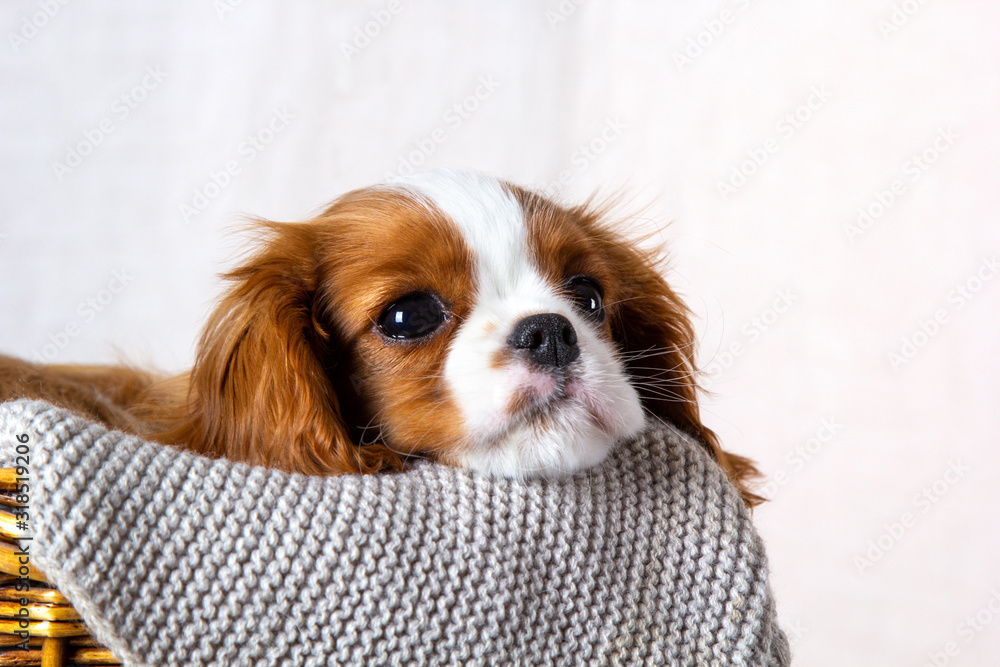 Cute puppy sitting in basket on white background. Dog purebred Cavalier King Charles Spaniel, close-up