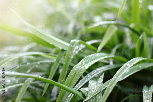 green leaves of grass with drops after rain. wet spring landscape