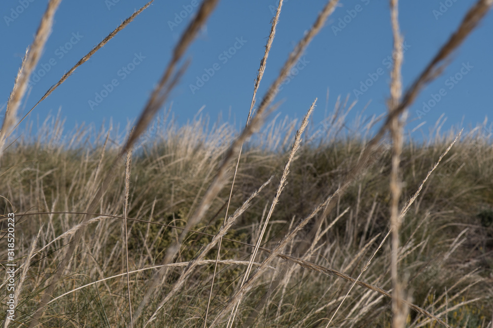 Fototapeta premium Feather grass in steppe Almeria, Spain.