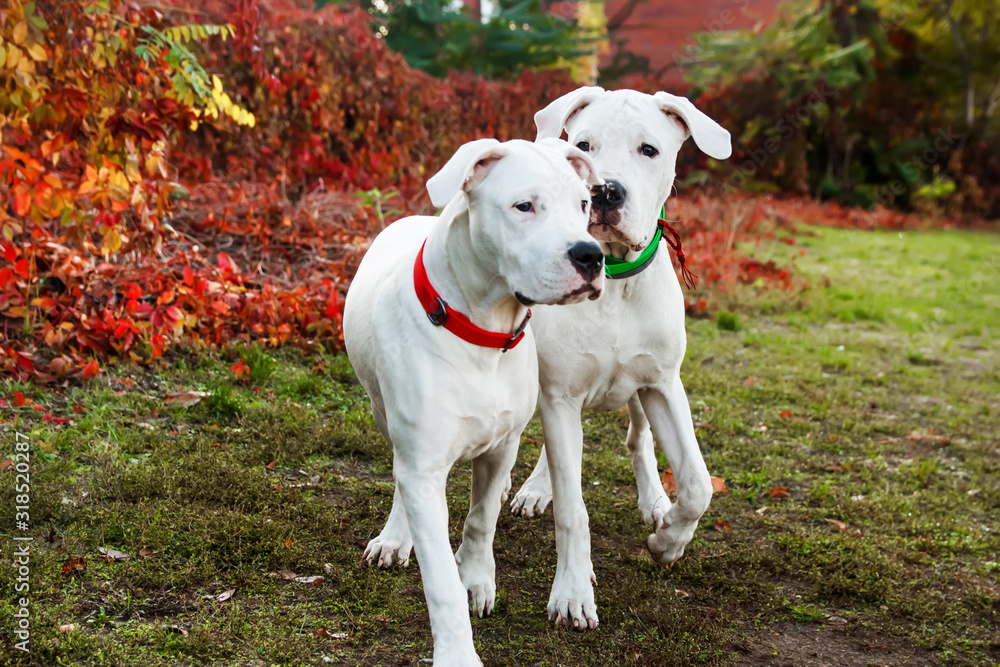 Two dogo argentino play on grass in autumn park. Canine background Two dogo argentino play on grass in autumn park. Canine background