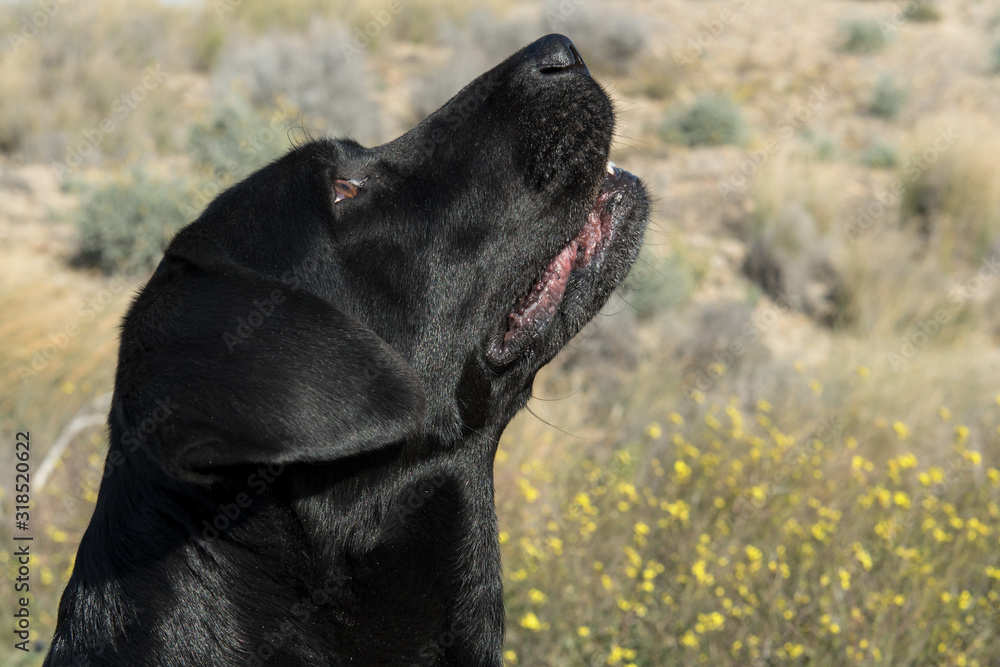 Detail of labrador dog head looking upwards. Detail of labrador dog head looking upwards.