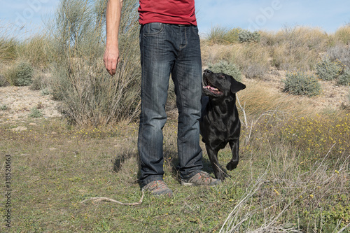 Labrador dog with middle-aged man playing on a walk in nature.