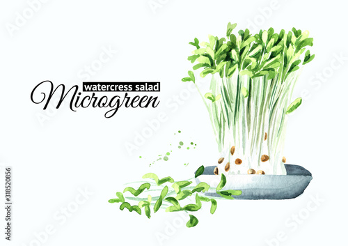 Εκτύπωση καμβά Microgreens watercress salad with green leaves