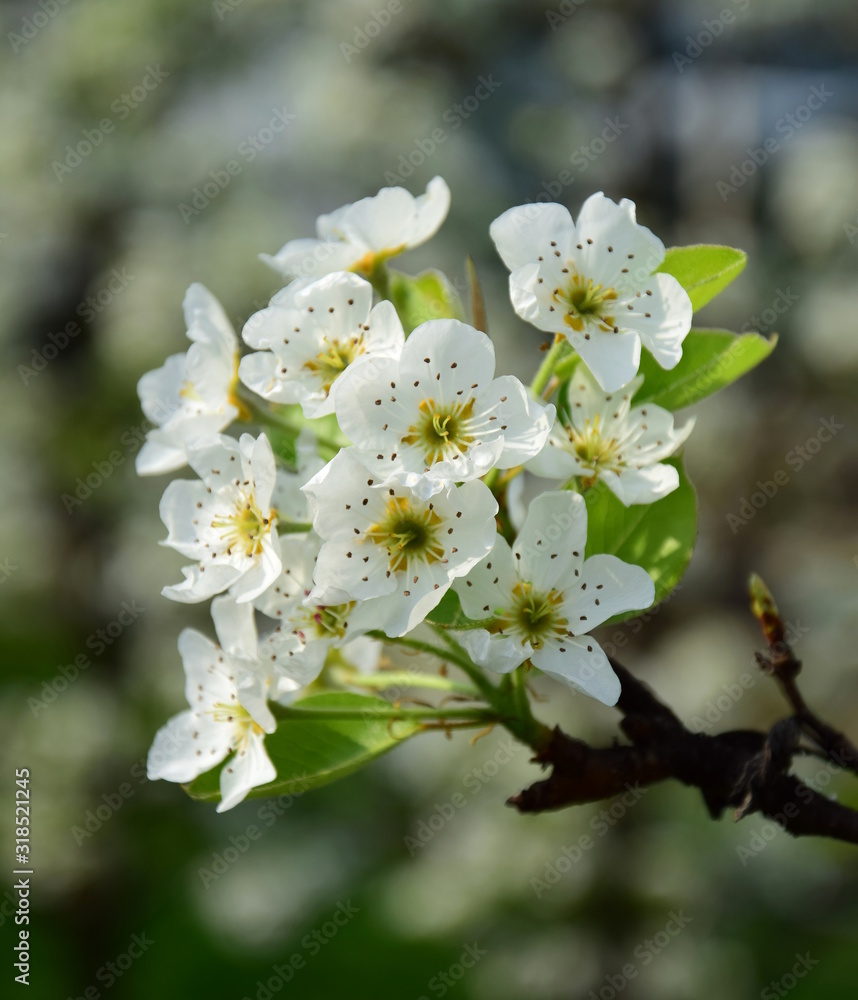 Birnenblüte - Birnenblüten in der Morgensonne - Birnenbaum