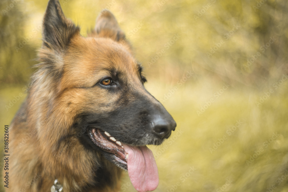 portret psa, owczarek niemiecki  - obrazy, fototapety, plakaty 