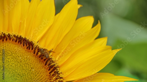 Sunflowers and bees who are looking for nectar in a garden  selectively focused  blurry and unfocused