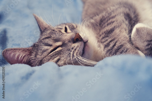 Portrait of a cat sleeping on a blue blanket  closeup head on the bed