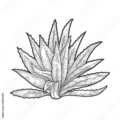 Agave plant tequila ingredient sketch engraving vector illustration. T-shirt apparel print design. Scratch board imitation. Black and white hand drawn image.