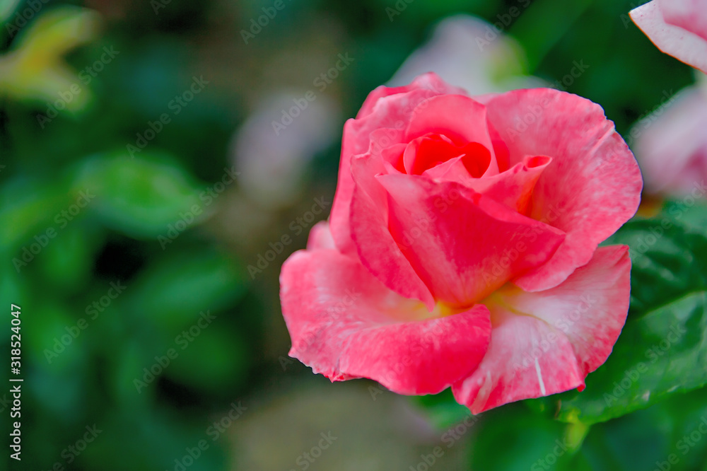伊丹市のバラ園で見つけた薔薇の花、ジェミニ