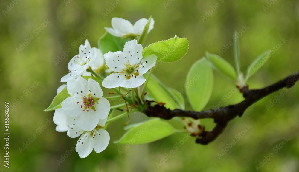 Obraz premium Birnenblüten - Birnbaumblüte in Südtirol