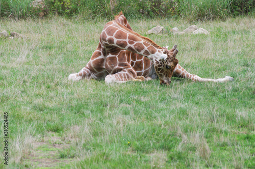 Canvas Print giraff laying down