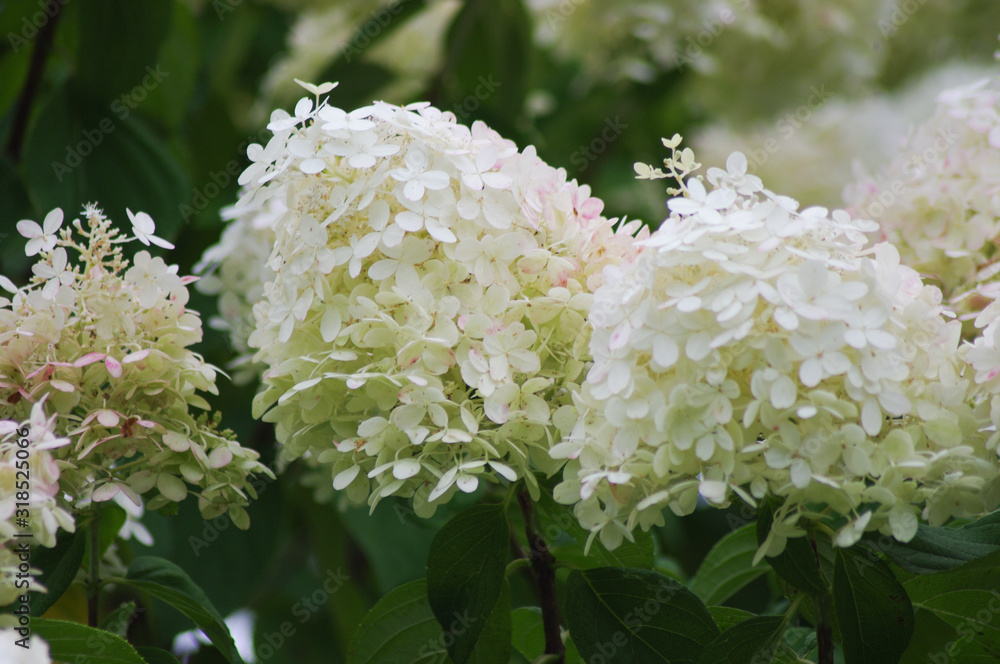 white flowers on a bush white flowers on a bush