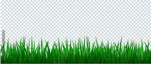 Green grass border on transparent background.